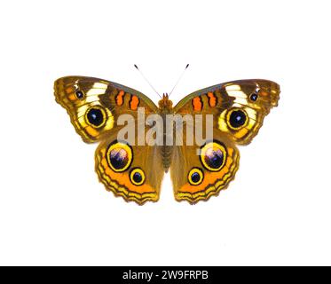 Papillon buckeye commun - Junonia coenia - isolé sur fond blanc vue dorsale supérieure montrant des oculaires et de belles jolies couleurs Banque D'Images