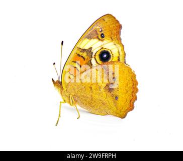 Papillon buckeye commun - Junonia coenia - isolé sur fond blanc vue de profil latéral Banque D'Images