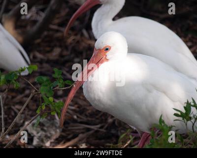 Ibis blanc adulte (Eudocimus albus) reposant avec son troupeau sous les arbres. Banque D'Images