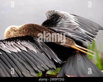 Anhinga Bird (également connu sous le nom d'oiseau serpent ou dard) étirant son long cou tout en séchant sa plume. Parc national des Everglades. Banque D'Images