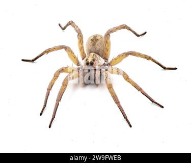 Grande belle femelle araignée loup Tigrosa annexa est une espèce d'araignée loup de la famille des Lycosidae. On le trouve aux États-Unis isolé sur Whit Banque D'Images