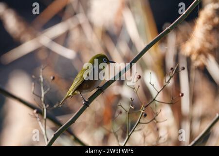 Oiseau japonais ou de montagne aux yeux blancs (Zosterops japonicus) perché sur les branches d'un arbre dans un parc à Kanagawa, au Japon. Banque D'Images