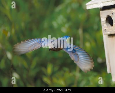 Bleuet de l'est femelle - Sialia sialis - s'éloignant de la boîte de nidification avec des ailes entièrement ouvertes et étendues version rapprochée Banque D'Images