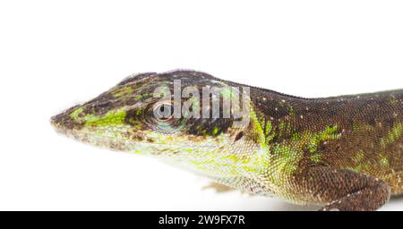 Wild Green Anole - Anolis carolinensis - Florida Chameleon gros plan sur la tête en phase de transition tournant du vert au brun Banque D'Images