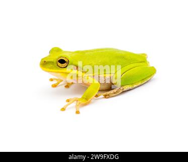 Vert lime Squirrel sauvage Treefrog - Hyla Squirella isolé sur fond blanc vue de profil latéral Banque D'Images