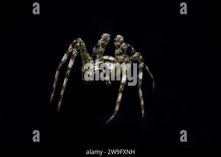 White Banded Fishing - Dolomedes albineus - vue de face isolée sur fond noir. prise de vue nocturne effrayante et effrayante Banque D'Images