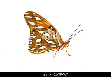 Le papillon fritillaire du Golfe ou passion - Agraulis ou Dione vanillae - est un papillon orange vif de la sous-famille des Heliconiinae de la famille des Nymphalides Banque D'Images