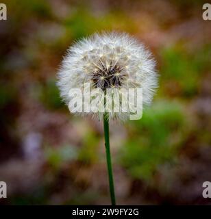 Pissenlit commun - Taraxacum officinale - gros plan d'une tête de graine pelucheuse floue blanche dans le nord de la Floride avec fond flou Banque D'Images