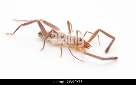 Scorpion vent chameau araignée soleil scorpion - Ammotrechella stimpsoni - est une espèce de courbe face solpugide de la famille des Ammotrechidae, isolée sur whit Banque D'Images