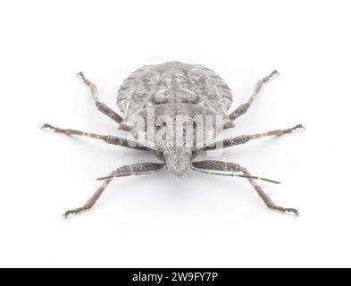 Gris rugueux ou quatre bosses punaise - Brochymena arborea - face avant vue dorsale supérieure isolée sur fond blanc. ravageur grave pour les agriculteurs et les cultures Banque D'Images