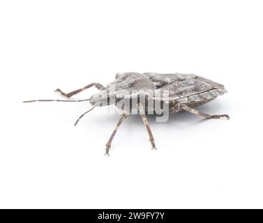 Bosse grise rugueuse ou quatre bosses puant bug - Brochymena arborea - vue de face latérale isolée sur fond blanc. ravageur grave pour les agriculteurs et les cultures. extrême Banque D'Images