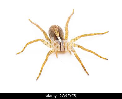 araignée de loup hentz - rabidosa hentzi - isolé sur fond blanc. Vue dorsale de dessus avant Banque D'Images