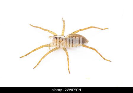 araignée de loup hentz - rabidosa hentzi - isolé sur fond blanc. Vue de profil latéral Banque D'Images