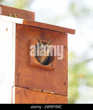 Wild Eastern Screech Owl - Megascops asio - morphe de phase brune regardant en regardant hors de la maison de nichoir maison vers la caméra Banque D'Images