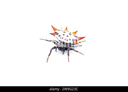 Araignée tisserand orbe à dos épineux - Gasteracantha cancriformis - aka crabe ou cerf-volant araignée rampant vers la vue de la caméra isolée sur fond blanc Banque D'Images