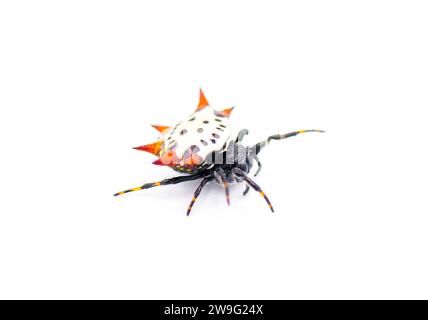 Araignée tisserand orbe à dos épineux - Gasteracantha cancriformis - aka crabe ou cerf-volant araignée rampant la jambe droite vue étendue isolée sur fond blanc Banque D'Images