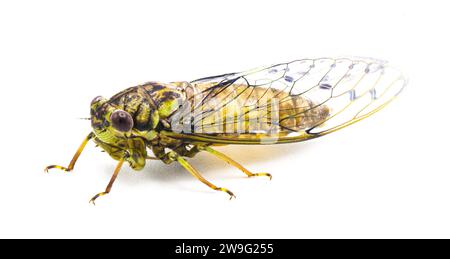 Mouche cigale hiéroglyphique verte, grise et brune - Neocicada hiéroglyphica - vue de profil latérale isolée sur fond blanc Banque D'Images