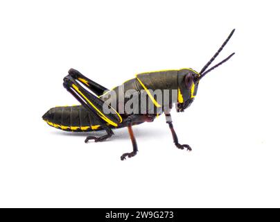 Jeune sauterelle lubber de l'est ou de la Floride - Romalea microptera, stade Young nymphe phase de couleur noire et jaune. Isolé sur backgroun blanc Banque D'Images