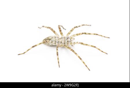 White Banded Fishing - Dolomedes albineus - vue latérale de profil de dessus isolé sur fond blanc. L'une des huit espèces d'araignées de pêche dans le nord de l'Amer Banque D'Images