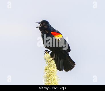 Oiseau noir ailé rouge mâle - Agelaius phoeniceus - bouche ouverte vocalisant ou appelant avec fond de ciel bleu clair alors que perché sur la branche d'arbre mousseline Banque D'Images