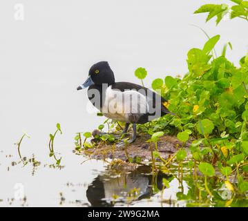 Le canard à col annulaire mâle drake - Aythya collaris - est un canard plongeant d'Amérique du Nord que l'on trouve couramment dans les étangs et les lacs d'eau douce. repos hors de wate Banque D'Images