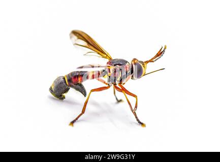 Physoconops floridanus - physoconops de Floride - est une espèce de mouche à tête épaisse de la famille des Conopidae. C'est un mimétique de guêpe qui ne pique pas. Isola Banque D'Images