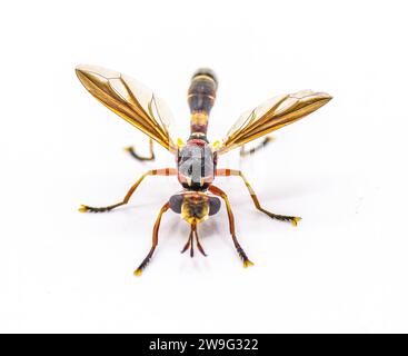 Physoconops floridanus - physoconops de Floride - est une espèce de mouche à tête épaisse de la famille des Conopidae. C'est un mimétique de guêpe qui ne pique pas. Isola Banque D'Images
