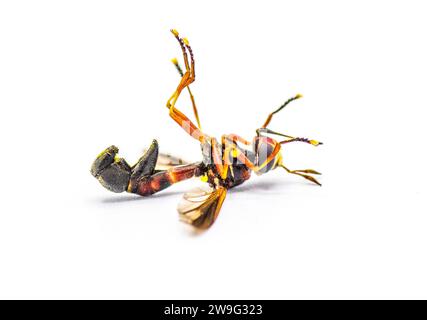 Physoconops floridanus - physoconops de Floride - est une espèce de mouche à tête épaisse de la famille des Conopidae. C'est un mimétique de guêpe qui ne pique pas. Isola Banque D'Images