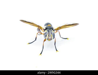 Trichopoda plumipes - une espèce de mouche à poils de la famille des Tachinidae. Vue de face isolée sur fond blanc Banque D'Images