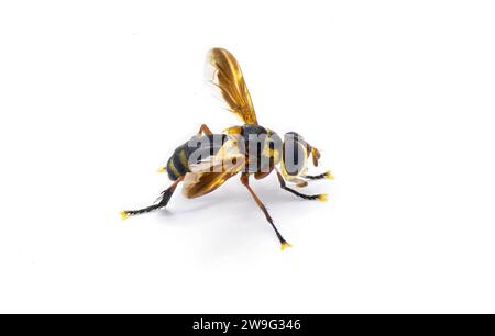 Trichopoda plumipes - une espèce de mouche à poils de la famille des Tachinidae. Vue de profil latéral isolé sur fond blanc Banque D'Images