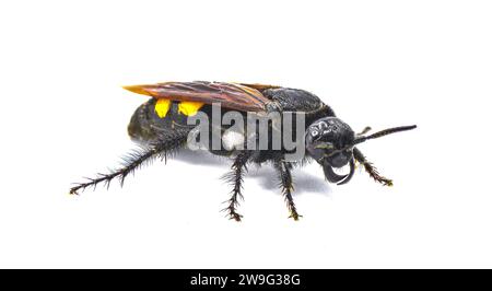 Grande guêpe Scoliid à quatre taches - Pygodasis quadrimaculata - femelle adulte vue de profil d'angle de côté avant isolé sur fond blanc Banque D'Images