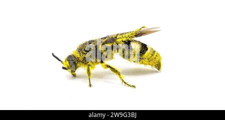 Guêpe scoliïde à pattes en plumes - Dielis plumipes fossulana - vue de profil latérale couverte de pollen jaune. isolé sur fond blanc Banque D'Images