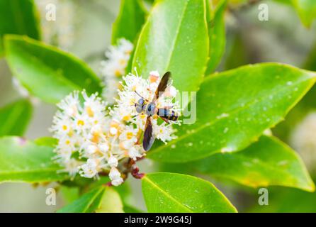 Trichopoda plumipes - une espèce de mouche à poils de la famille des Tachinidae. Vue dorsale de dessus manger nectar de fleurs de Laurier cerisier - Banque D'Images