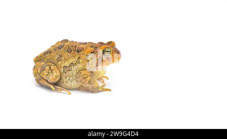 crapaud isolé sur fond blanc avec espace de copie. Crapaud du Sud - Anaxyrus terrestris - couleur rouge orange avec une vue de profil latérale très détaillée Banque D'Images