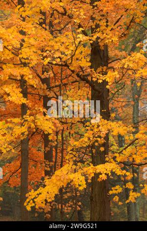 Feuillage d'automne Forêt, AW Stanley Park, New Britain, Connecticut Banque D'Images