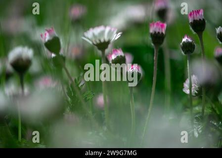 Une belle nature morte d'une variété de fleurs dans une palette de couleurs vibrantes de vert et de rouge Banque D'Images