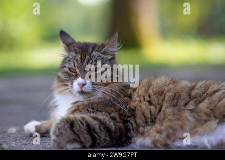 Un chat domestique tabby gris et blanc couché sur le sol dans un cadre extérieur tranquille Banque D'Images