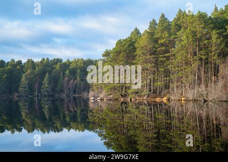 Arbres reflétés dans le Loch Garten. Highlands, Écosse Banque D'Images