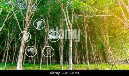 Ressources touristiques et apprentissage agricole, culture de plantation de caoutchouc, apprentissage des zones de culture de caoutchouc, accès aux communautés d'agriculteurs de caoutchouc, Pano Banque D'Images