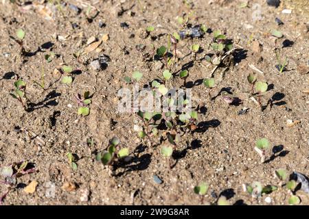 Radis petites plantes poussant dans le sol Banque D'Images