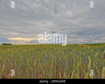 Cette image présente un contraste saisissant entre le champ de blé teinté d'ambre au premier plan et le ciel texturé couvant au-dessus. L'horizon est presque au milieu du cadre, offrant une vue équilibrée entre terre et ciel. Une ligne d'arbres lointaine et une faible lueur de lumière du soleil fournissent une toile de fond qui fait allusion à l'immensité du paysage. Les nuages sont lourds et dramatiques, suggérant une averse imminente qui pourrait bientôt assombrir les cultures mûrissantes. Vagues ambrées et ciel couvant. Photo de haute qualité Banque D'Images