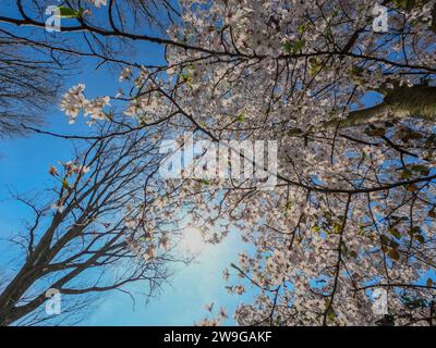 Cette image capture la beauté délicate des cerisiers en fleurs en pleine floraison d'une perspective ascendante, créant une canopée naturelle contre un ciel bleu clair. Les branches sont remplies de grappes de fleurs roses douces, avec la lumière du soleil filtrant, soulignant la texture douce des pétales. Le contraste frappant de l'arbre stérile en arrière-plan sert à souligner le dynamisme et le renouveau que le printemps apporte. Cette perspective donne au spectateur le sentiment d'être enveloppé par les branches en fleurs, symbolisant l'éveil de la nature. Spring's Canopy : Cherry Blossoms Against the Sky. ph de haute qualité Banque D'Images