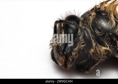 Photo macro d'une abeille à grossissement 5x. Super macro d'une abeille à miel. Banque D'Images