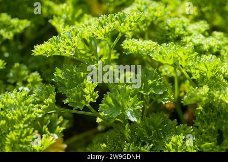 Gros plan de persil (Petroselinum crispum) poussant dans un lit de jardin extérieur en Allemagne Banque D'Images