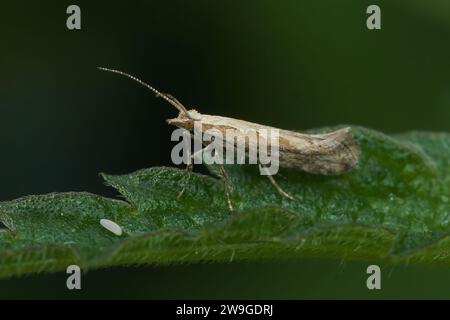 Gros plan naturel sur le chou ou le petit papillon diamondback, Plutella xylostella, assis sur une feuille verte Banque D'Images