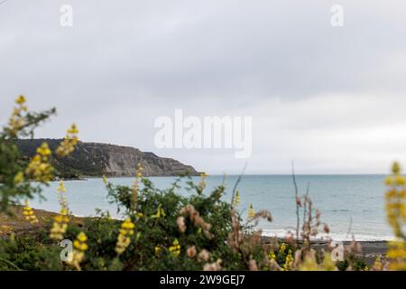 Une photo de la côte du cap palliser. Au premier plan se trouve une grande quantité de vie végétale. Sur la terre, vous avez des falaises rocheuses Banque D'Images