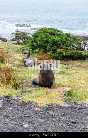 Une photo d'un phoque à Wellington, Nouvelle-Zélande au Cap palliser Nouvelle-Zélande Banque D'Images