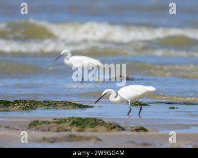 Un petit Egret marchant sur la plage et à la recherche de nourriture, journée ensoleillée dans le nord de la France, ciel bleu Banque D'Images