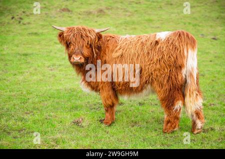 Veau de vache Highland en hiver avec deux cornes pointues, pelage orange shaggy et marques blanches inhabituelles. Caméra frontale. Yorkshire Wolds, Royaume-Uni. Horizontal. Banque D'Images