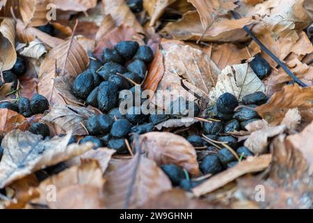 Déjections de cerfs de Roe dans une forêt italienne sur un fond avec des feuilles sèches. Fumier frais de cervine d'Europe (Capreolus capreolus) dans le bois vert. Banque D'Images